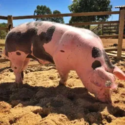 RIBAMAR/ RIFA LEITOA 🐷🐖