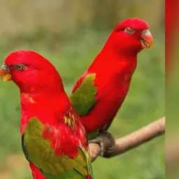 AVES BRASIL LINK LIBERADO DOMINGOS 🦅🦅