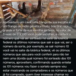 Sorteio De Frango Índio E Frangas Índios Tudo Genética Muito Boa Tirar Raça Grande E Forte 5 Reais