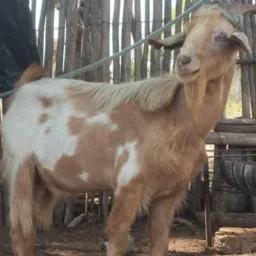🍀Rifa de um lindo bode 🐐
