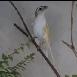União das aves vem pro rolo