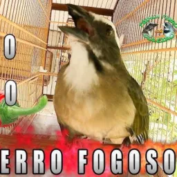 Trinqueiro ES
