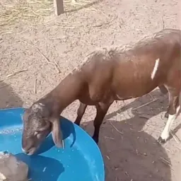 Rifa Entre amigos