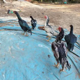 Só aves 🐓🦆🪿🦢🦃🦚