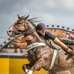 Vendas de cavalos e arreios