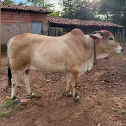 Rifa de um Tourinho Nelore 109°edição