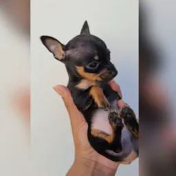 Só pinscher 🐶♥️