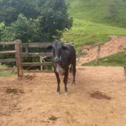 RIFA TOP DE LINHA 🐄*