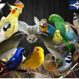 Amigos criador de canário e diversas raças de aves Rubiataba e região 🦜🦚🐓🕊️