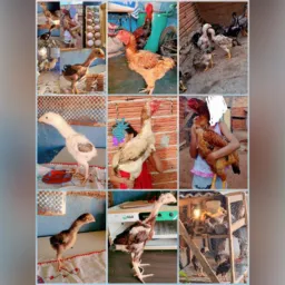 Mundo caipira Aves Compra e revendas 🐣🐔