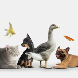 Vendas e doações de animais em PP e PJC