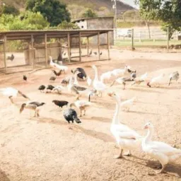 BRICK DE BICHOS RS 🐄🐂🐃🐏🐑🐐🐎🐇🦚🦃🦢🪿🦆🐓🐥🐣