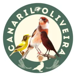 Canário Oliveira.. somente canários Tarim pinta silva vamos respeitar as regras avisos somente uma v