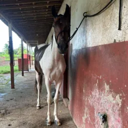 🔥🍀10° Edição Potra Pampa de castanho 🔥🐴🍀
