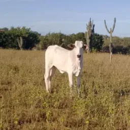 Rifa de uma novilha de Misso