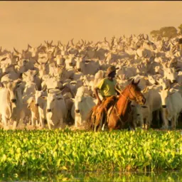 Grupo Pantanal x-Agro🤠🤠🤠🤠🤠🤠