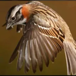 Criar e preservar🕊️🦜