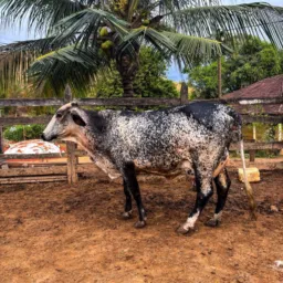 Rifa da vaca 🐄