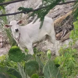 Trocas e vendas Caruaru e região 🐴🐄🐓🐐🐑