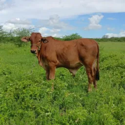 RIFA DO AMIGO TIANO 🐑🐂🐃🐄