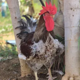 Criadores Mossoró / RN. 🐥🐓🐑🐖🐄