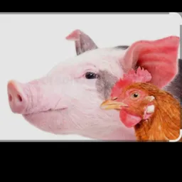 Vendas de animais 😺🐶🐱🐭🐹