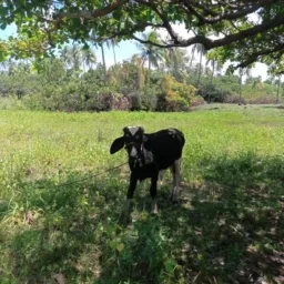 Rifa de um garrote 🐂