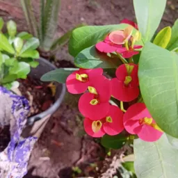 Vendas e doações de plantas🪻