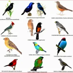 Passarinheiros caruaru