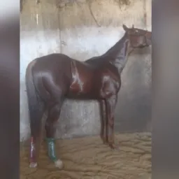 Rifa de um cavalo puro quarto de milha