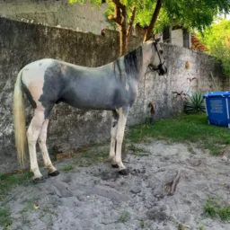 76ª edição rifa do haras Garcia, 50 reais a dezena…🔥🙌🏽