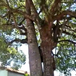 Paraisópolis Vendas , Informações,Trocas e Doações