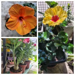 Cantinho das plantas 🪴🌳🌵🌴🌱🌹🥰