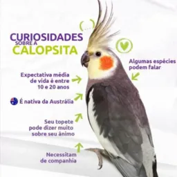 Animais exóticos e domésticos - Iporá Goiás