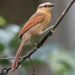 SANHAÇO PARDO BR