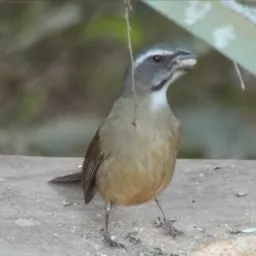 🦅Família Trinca Ferro RJ🦅