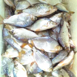 Vendas de peixe branquinha 🐟🐟