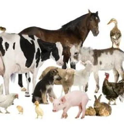 VENDAS E TROCAS DE ANIMAIS JIJOCA