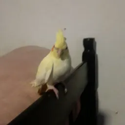 Vem que tem brik