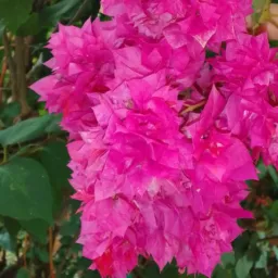 Amo plantas 🌺