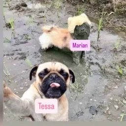 C/V MARIAN x TESSA