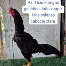 Grupo amigos Faustão 2026