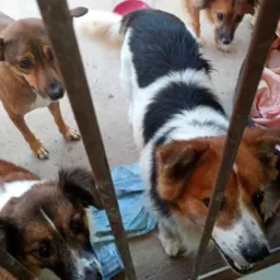 Grupo de apoio a causa animal (Quel e pets)