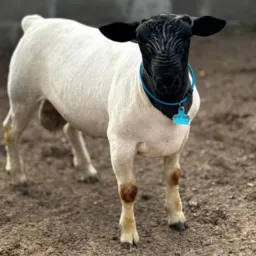 Vendas e compras de Caprinos e Ovinos 🐑
