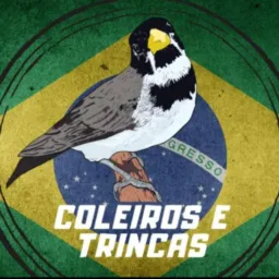 TRINCA-FERRO 🆚 COLEIRO DA BAHIA