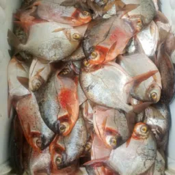 vendas de peixe e outros produtos