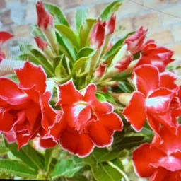 Rifas e vendas de plantas ou outros produtos🫶🏼