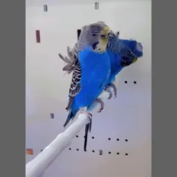 Aves exoticas de ipora Goiás e região