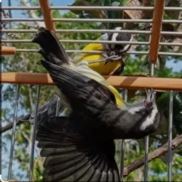 Os sibiteiro🕊️