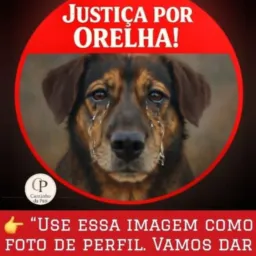 ANIMAIS PRA ADOCAO DIVULGUE AQUI RN DD84🐶🐱🐰🦊🐼